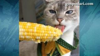 Гладна котка царевица сънува (ВИДЕО)