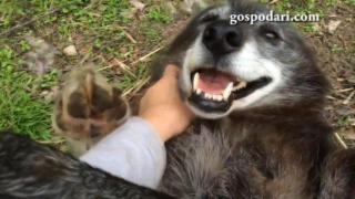 Щастливо куче