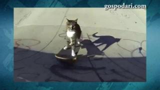 Котка скейтбордист показва невероятни умения (ВИДЕО)