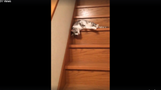 Мързелива котка