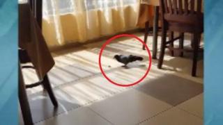Гълъб в ресторант предизвиква усмивките на клиентите (ВИДЕО)