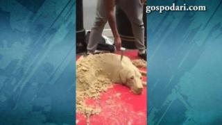 Невероятно улично изкуство: Момче прави куче от пясък (ВИДЕО)