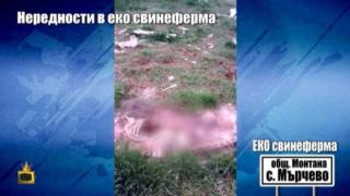 Хранят прасета с брашно от изгорели трупове на животни в еко свинеферма край Монтана?