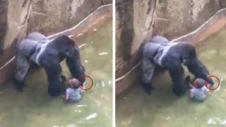 Разследват семейството на момчето, което падна в клетката на горила (ЦЯЛО ВИДЕО)