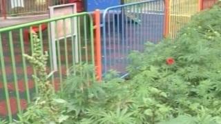 Най-веселата детска площадка, където расте канабис