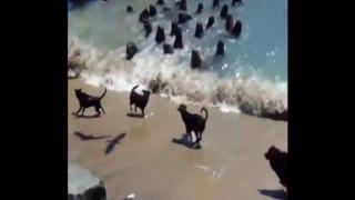 Кучета бранят сушата от тюлени (ВИДЕО)