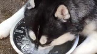 Хъски прави балончета в купа с вода (ВИДЕО)