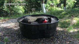 Огромна страшна мечка си играе във вода като малко дете (ВИДЕО)