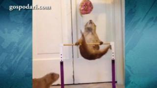 Мотивираща гимнастика за хамстери (ВИДЕО)