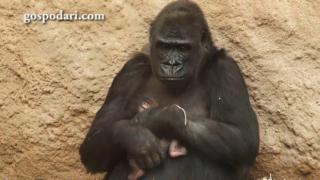 Всеотдайна майка горила не изпуска и за секунда малкото си (ВИДЕО)