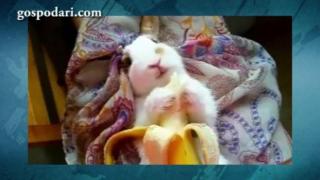 Зайче похапва банан