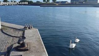 Бебета лебеди на уроци по плуване (ВИДЕО)