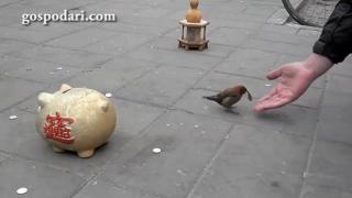 Врабче прибира бакшиши от ръцете на хората (ВИДЕО)