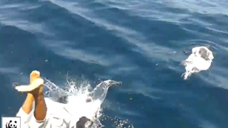 Добрият пример: Мъж скача в морето и спасява костенурка от мрежа (ВИДЕО)