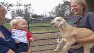 Агънце и дете се надпяват (ВИДЕО)