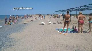 Семейство лебеди на плажа събира погледите на летовниците (ВИДЕО)