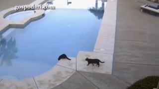 Лоша котка бута другарче в басейна (ВИДЕО)