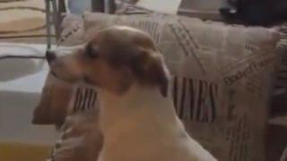 Куче, което гледа филм на ужасите (ВИДЕО)