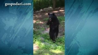 Мечка, която ходи изправена, на разходка из квартал в Ню Джърси (ВИДЕО)