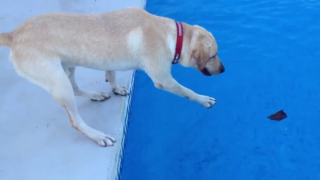 Куче пада в басейн в опит да хване плячката (ВИДЕО)