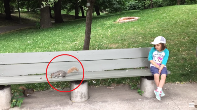 Първото в света вадене на зъб с помощ на катерица (ВИДЕО)