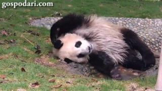 Мече панда се бори с жегата в локва (ВИДЕО)