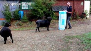 Мъж предизвиква овен да се бие, за да го снима (ВИДЕО)