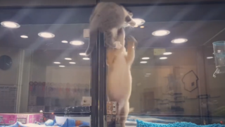 Котка в зоомагазин прескача прегради, за да прави компания на куче (ВИДЕО)