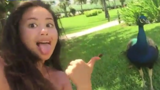 Паун атакува момиче, което си прави селфи с него (ВИДЕО)