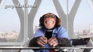 Маймуна си прави селфита (ВИДЕО)