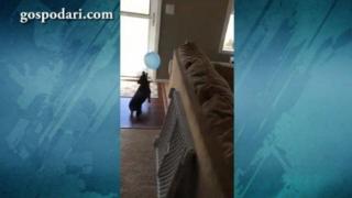 Куче не изпуска балон да падне на земята (ВИДЕО)