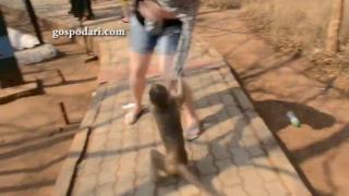 Маймунка се опитва да открадне чантата на жена (ВИДЕО)