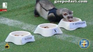 Порчето оракул на БНТ