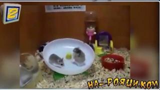 рояци 2