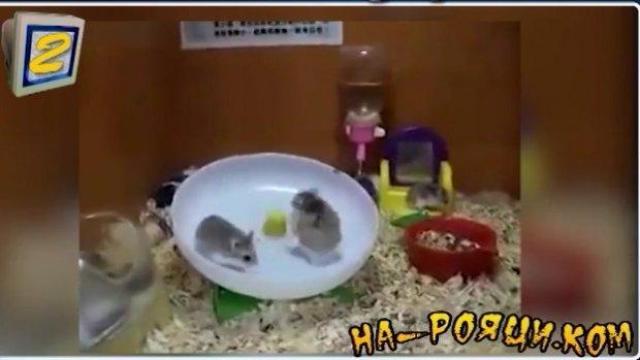 рояци 2