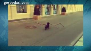 Малко куче прави шоу с голяма пръчка за туристите във Варна (ВИДЕО)