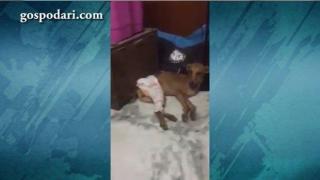 Хвърленото куче от висока тераса в Индия е намерено живо