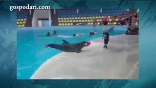 Делфинче и дете в умилителна игра с топка (ВИДЕО)
