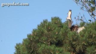 Катерица се измъква от ноктите на сокол с удивителен скок (ВИДЕО)