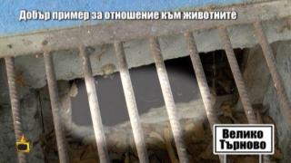 Добрият пример: Пожарникари спасяват животни във Велико Търново