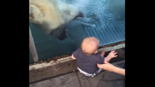 Полярна мечка атакува бебе през стъкло (ВИДЕО)