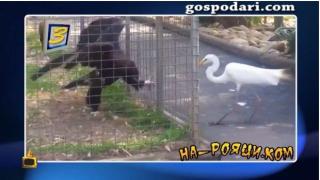 Нахалство: Да ти откраднат храната под... човката