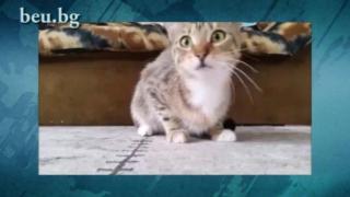 Котка, подложена на интересен експеримент