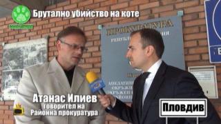 Жестоко убийство на коте в Пловдив