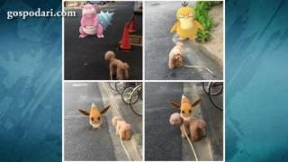 Снимки, които доказват, че домашните любимци виждат покемони