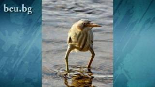Птица стана повод за нова фотошоп битка