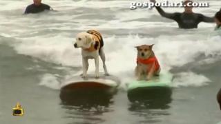 Кучета симпатяги карат сърф
