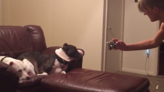 Куче отказва на стопанката си да се снима (ВИДЕО)