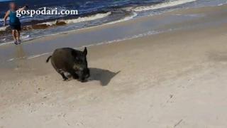 Разярен глиган изскача от морето и атакува плажуващите (ВИДЕО)