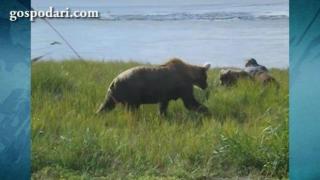 Фотограф снима мечка, но не знае, че малките й ще го изненадат в гръб (ВИДЕО)